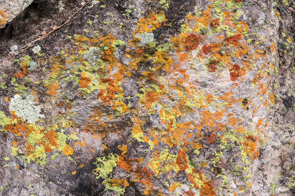 Lichen