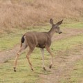 Mule deer (Odocoileus hemionus)