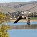 Canada goose (Branta canadensis)