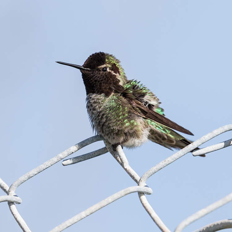 Anna's hummingbird (Calypte anna)
