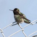 Anna's hummingbird (Calypte anna)