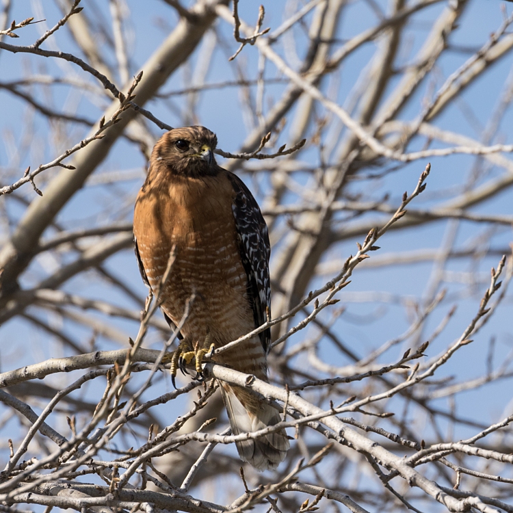 Cooper's hawk (Accipiter cooperii)