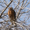 Cooper's hawk (Accipiter cooperii)