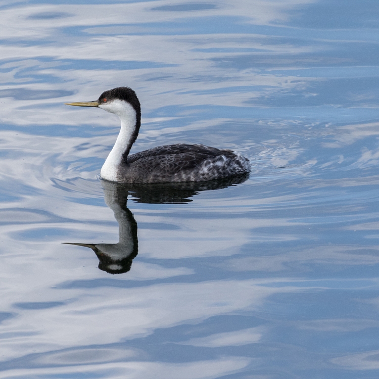 Western grebe (Aechmophorus occidentalis)