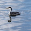 Western grebe (Aechmophorus occidentalis)