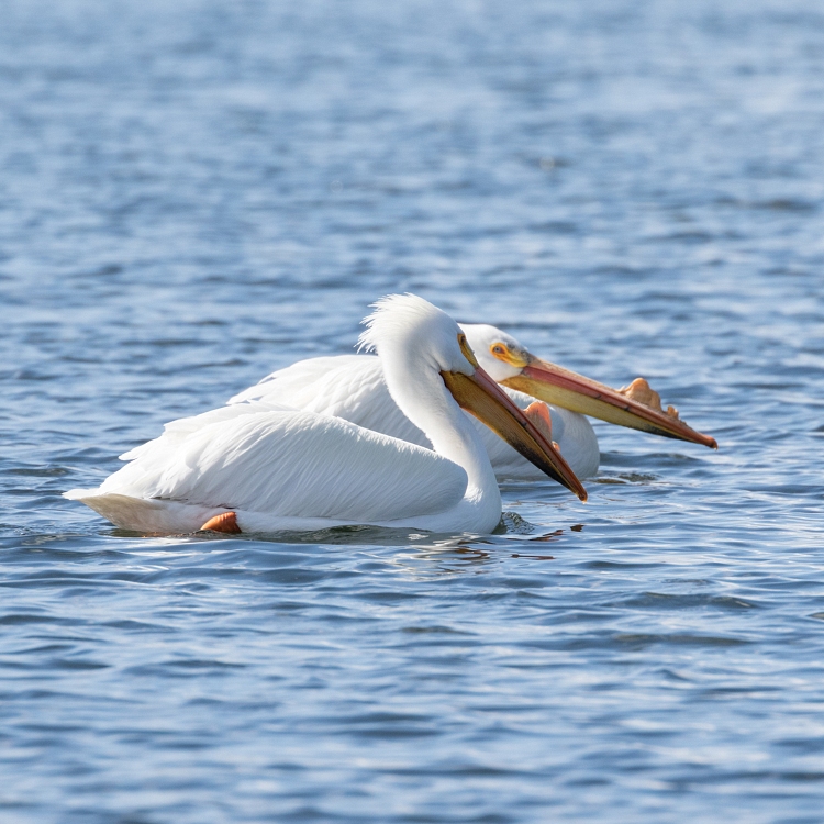 American white pelicans (Pelecanus erythrorhynchos)