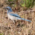 California scrub jay (Aphelocoma californica)