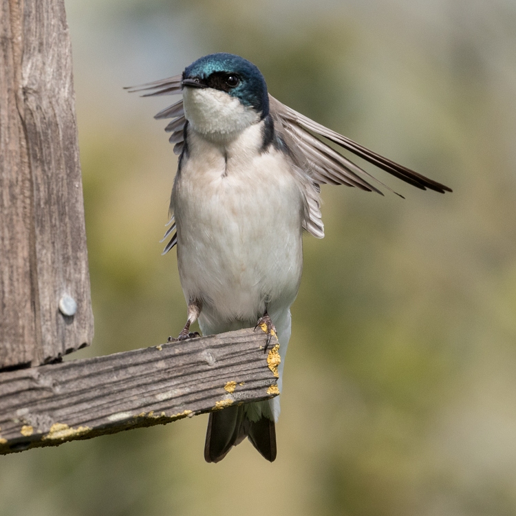 Tree swallow (Tachycineta bicolor)
