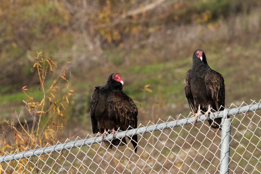 Turkey Vultures