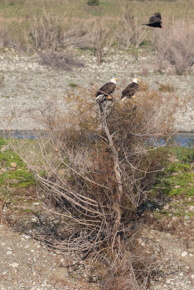 Bald Eagle pair