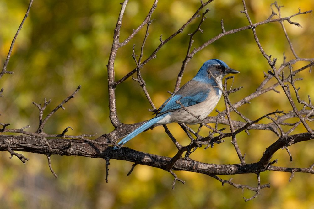 Scrub Jay