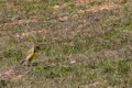 Western meadowlark (Sturnella neglecta)