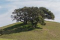 Oak trees