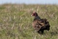 Turkey vulture (Cathartes aura)