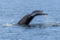 Humpbacks in Chatham Sound