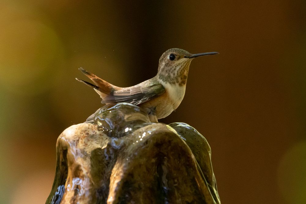 Allen's Hummingbird