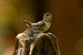 Allen's Hummingbird