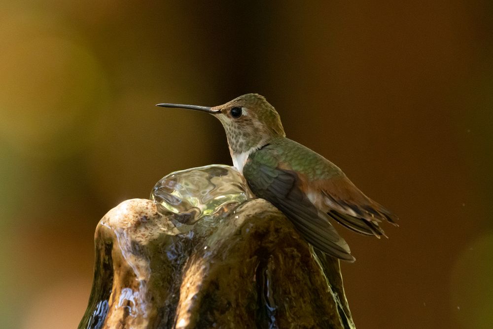 Allen's Hummingbird
