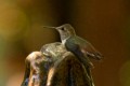 Allen's Hummingbird