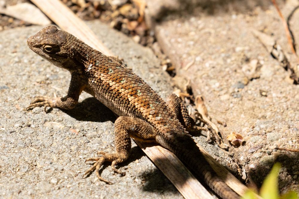 Western Fence Lizard
