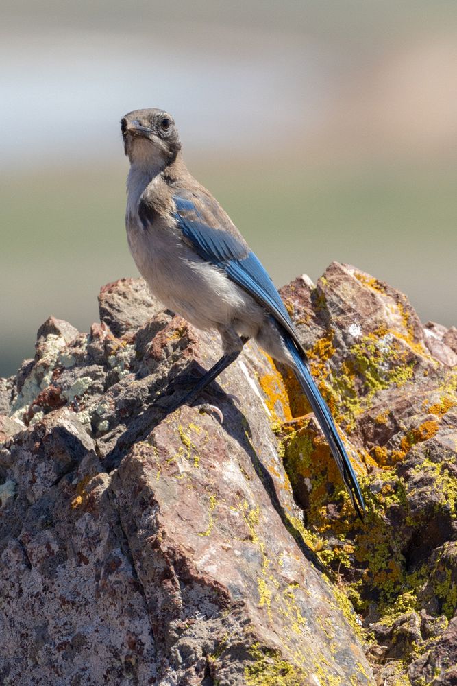 Scrub Jay