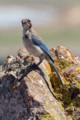 Scrub Jay