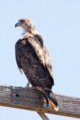 Red-tailed Hawk