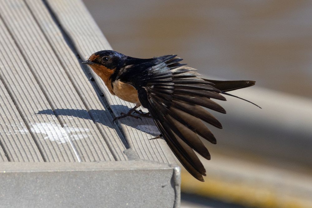 Barn Swallow