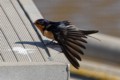 Barn Swallow