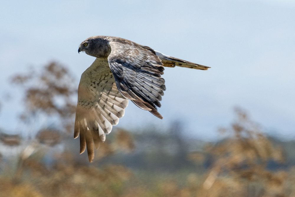 Northern Harrier