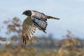 Northern Harrier