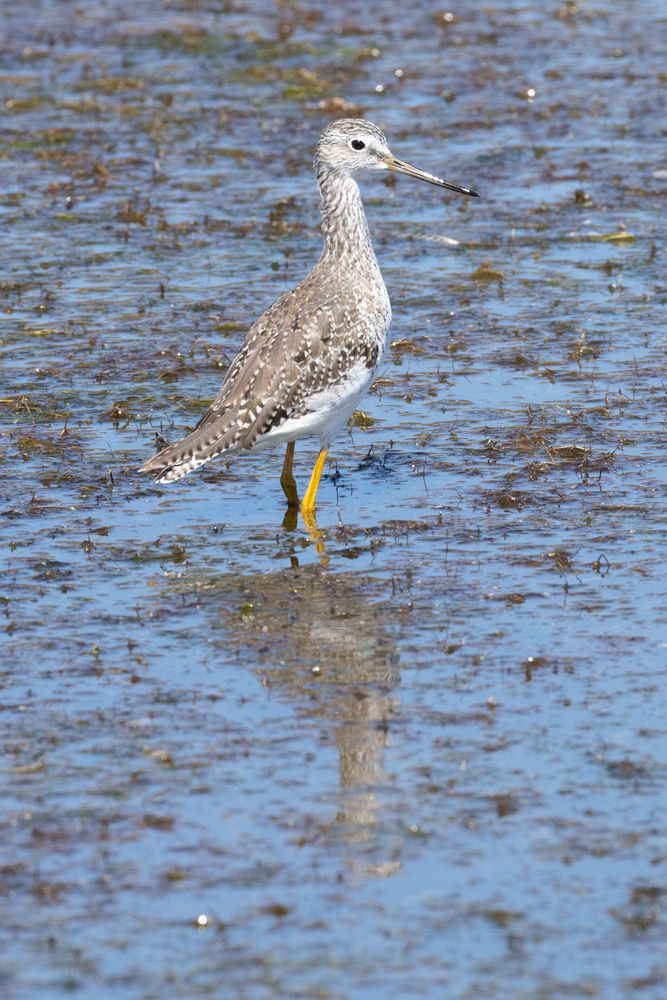 Greater Yellowlegs