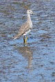 Greater Yellowlegs