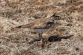 Killdeer