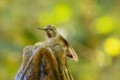 Anna's Hummingbird