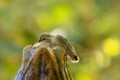 Anna's Hummingbird