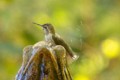 Anna's Hummingbird