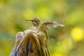 Anna's Hummingbird