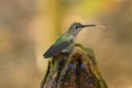 Anna's Hummingbird