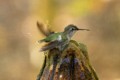 Anna's Hummingbird