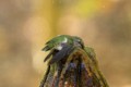 Anna's Hummingbird