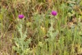 Venus Thistles