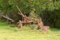 Old Farm Equipment
