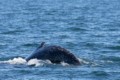 Humpback whale