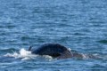 Humpback whale