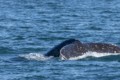 Humpback whale