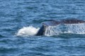 Humpback whale