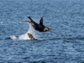 California Sealions