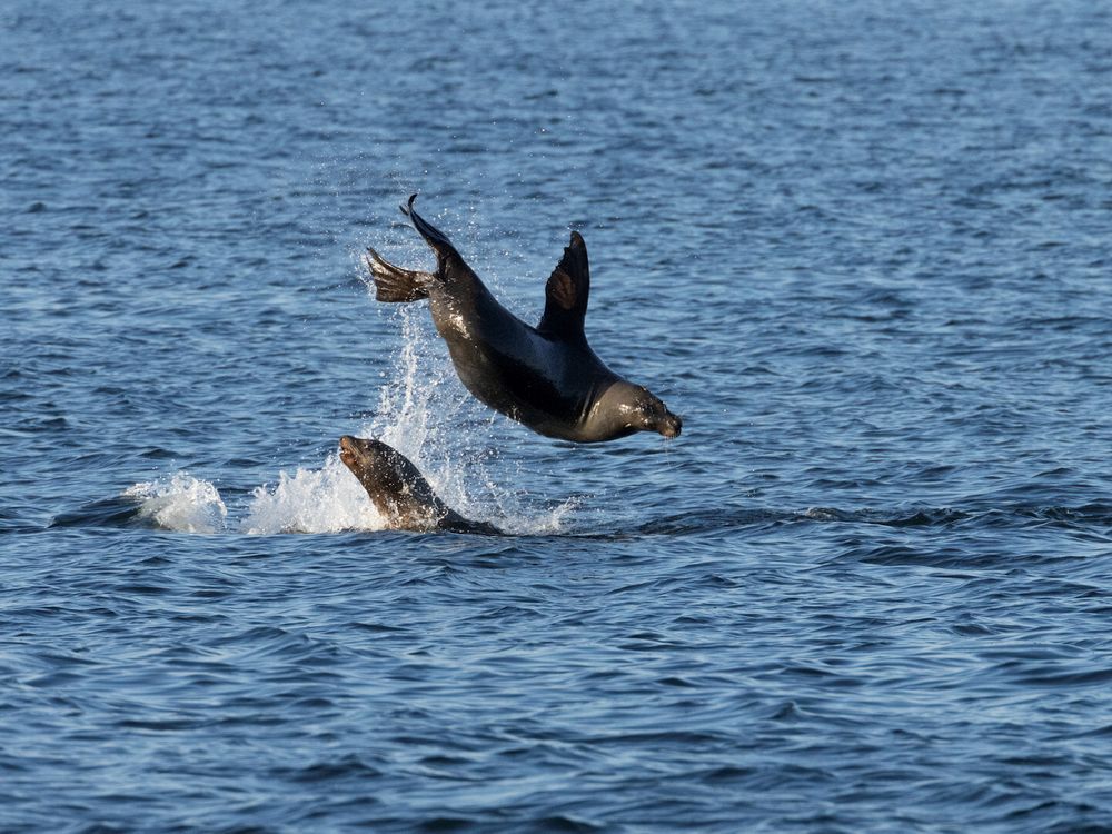 California Sealions
