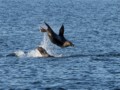 California Sealions